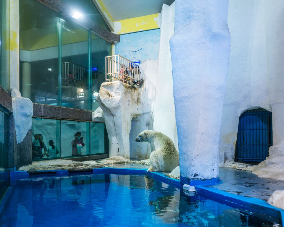 Haunting Photos Show Polar Bears In Captivity Around The World ...