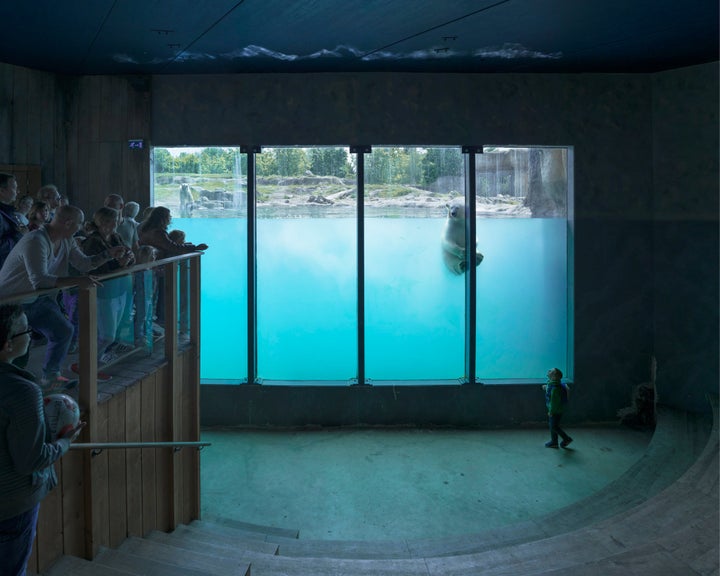 A polar bear swims at Rotterdam Zoo in the Netherlands in 2016.