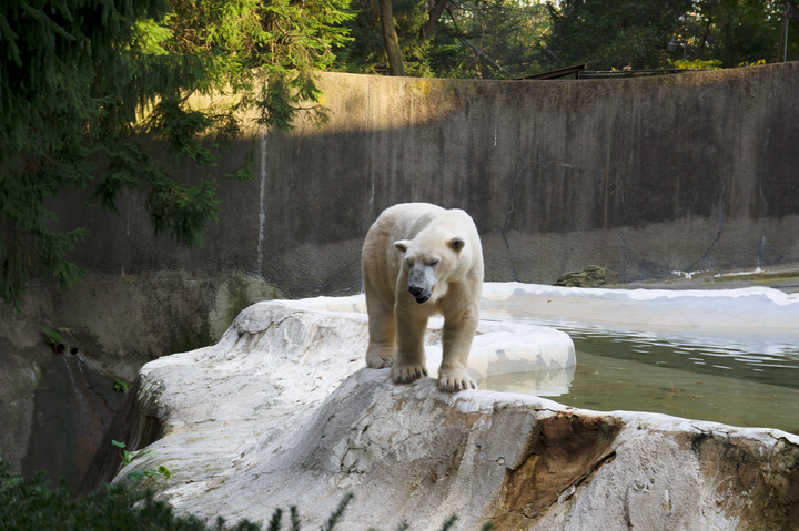 A polar bear at the Bronx Zoo. This photo did not make it into the final