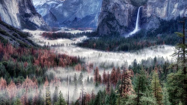 <p>Trees killed by drought and beetles in Yosemite Valley</p>