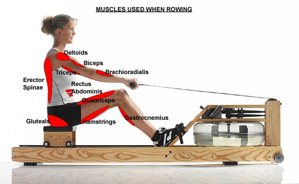 Rowing equipment <a rel="nofollow" href="https://www.fitnesszone.com/" target="_blank">www.fitnesszone.com</a>