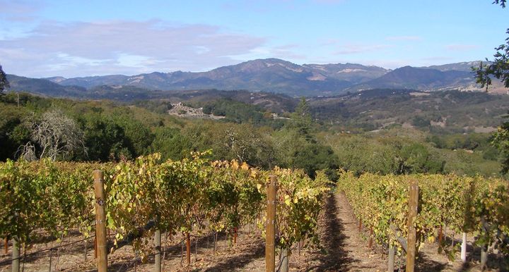 Vineyard on Sonoma Mountain AVA with background of the Mayacamas Mountains
