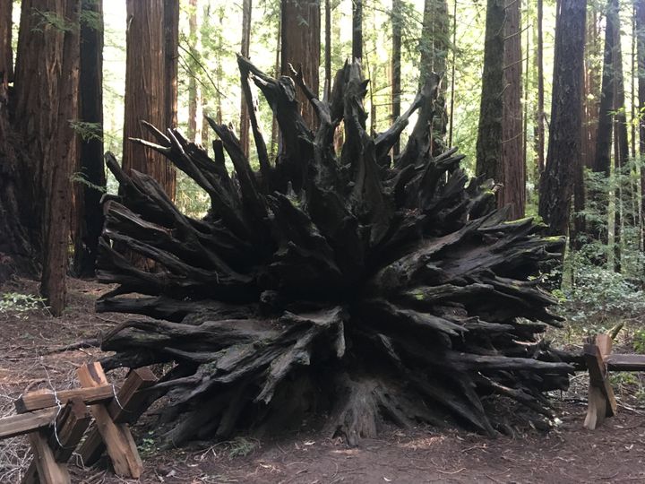 Armstrong redwoods State Park- redwood Root system 