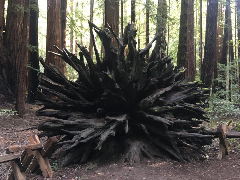 Armstrong redwoods State Park- redwood Root system