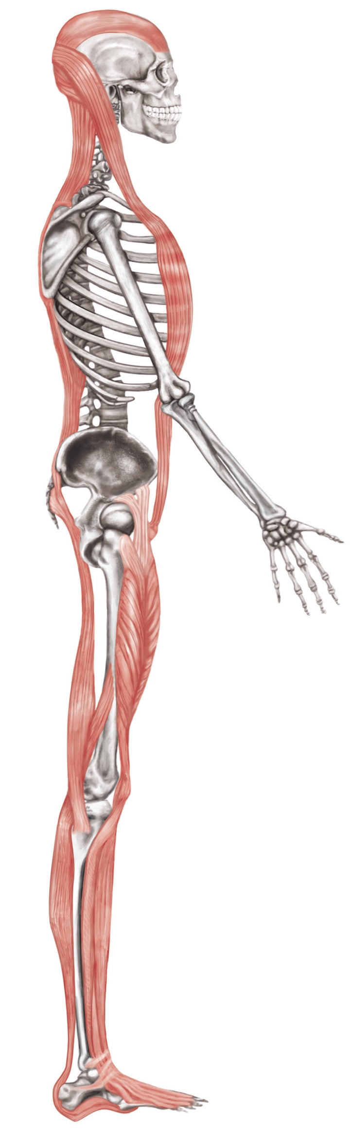 Anterior and Posterior Muscle/Fascia pulleys should be even. Most people have short fronts and subsequently long backs which leads to hamstrings that feel ‘tight’ but in reality are ‘long and tense’. 