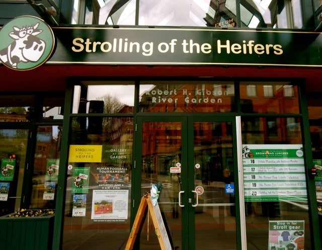 <p>Strolling of the Heifers, Brattleboro VT</p>