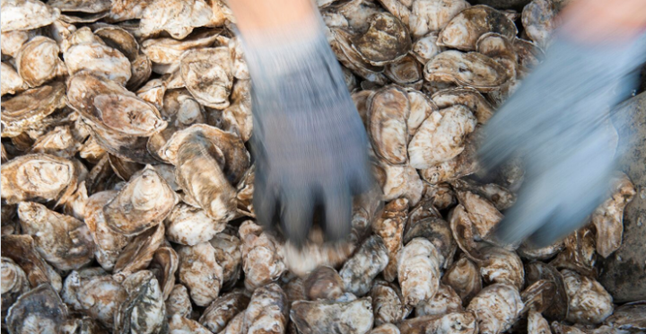 "Everybody is positively impacted by the cleanup efforts," Jay Fleming, a photographer who recently released a book on the Chesapeake Bay fishing industry, told HuffPost. Everybody who uses the water is positively impacted."