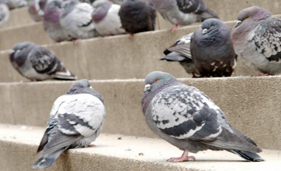<p>Pigeons may have more in common with members of the <a href="https://www.huffpost.com/news/topic/us-senate">U.S. Senate</a> than you dared to imagine.</p>