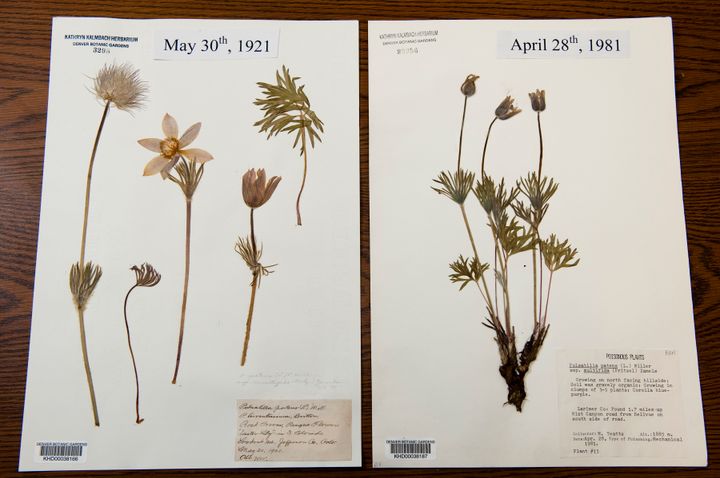 The herbarium specimen on the left was collected in May, 1921, whereas a specimen of the same species was found flowering a month earlier in 1981.