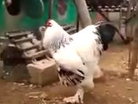 Download A Giant Chicken Is Making Everyone On Twitter Freak Out Huffpost For Android Free Get Wallpaper A Giant Chicken Is Making Everyone On Twitter Freak Out Huffpost For Free