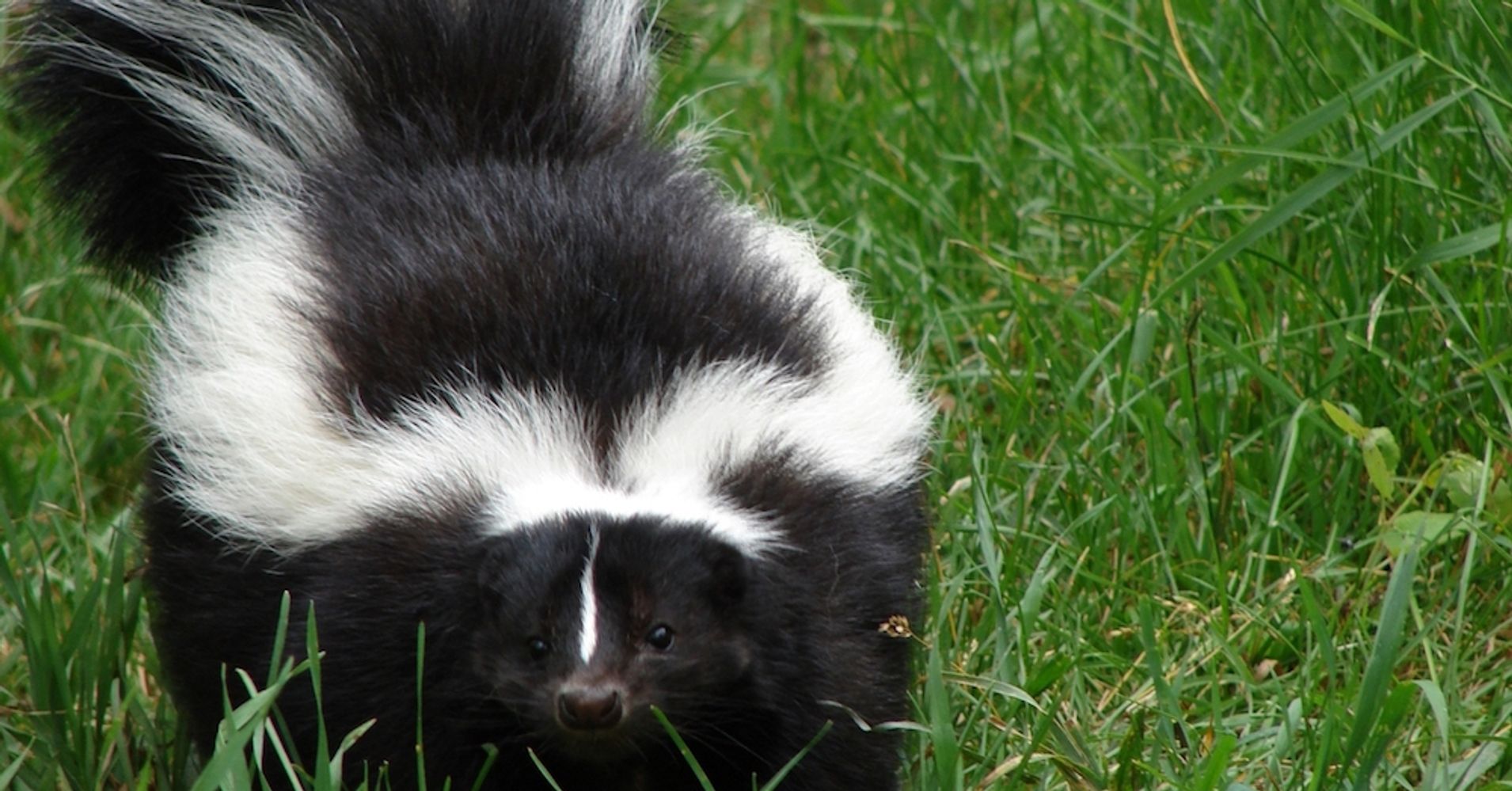 Dogs, Skunks & The Smell of Spring Cleaning | HuffPost