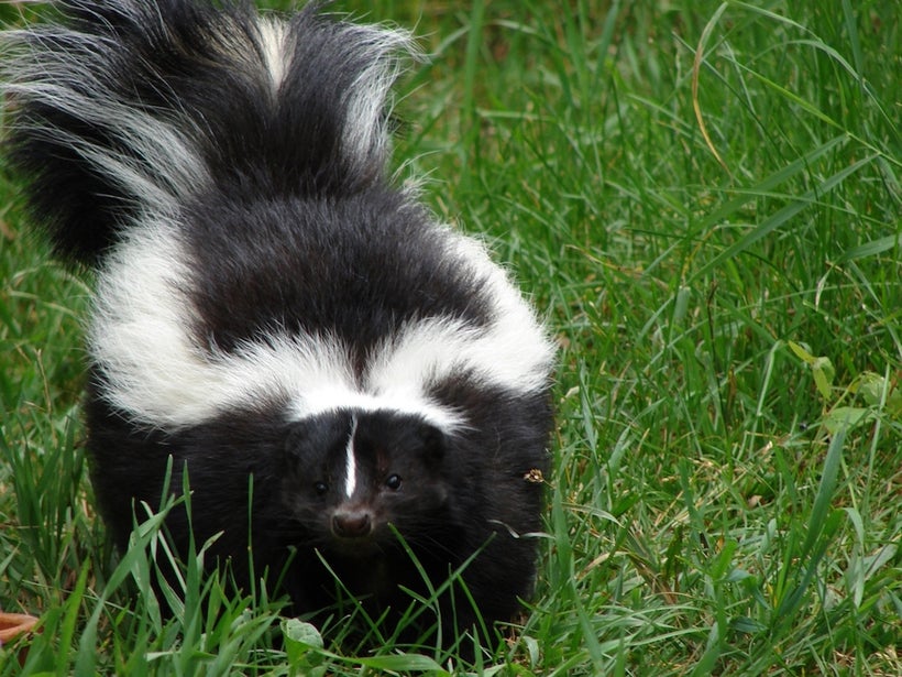 Dogs, Skunks & The Smell of Spring Cleaning | HuffPost