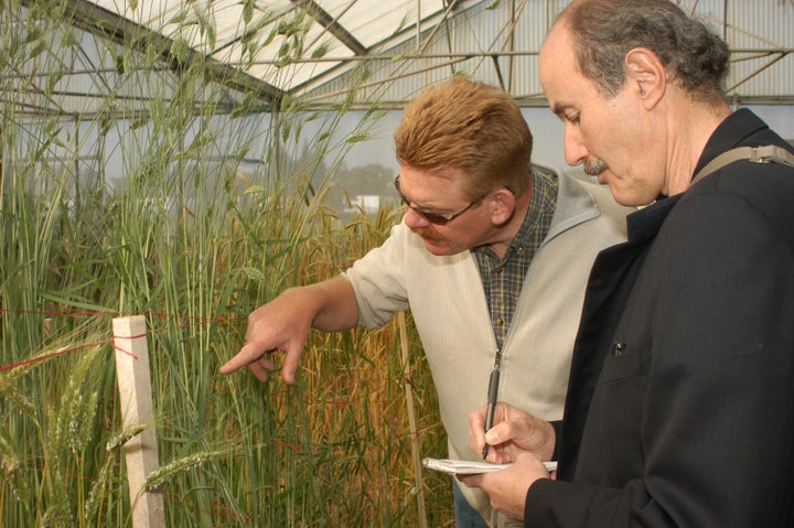 <p>Wheat researcher at Mexico City agriculture institute that invented high yield varieties in the 1960s Green Revolution.</p>