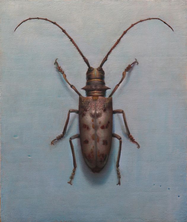 Zane York, Asian Long-horned Beetle, Oil on Canvas mounted to Masonite, 8”x6”, 2008