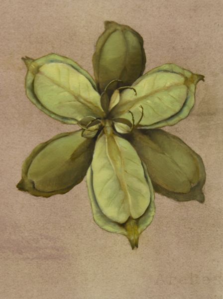 Zane York, Leaf Insect Lily, Oil on Paper, 9.75”x7.25”, 2014