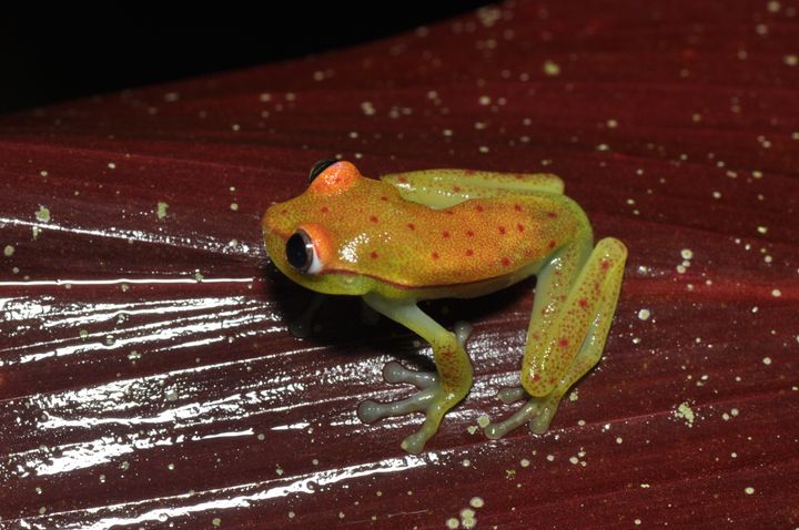 The polka dot tree frog inhabits the forest of the Amazon Basin of Ecuador, Peru, Bolivia and Brazil, the Orinoco Basin and Chaco of Paraguay, and Argentina. It may be also found in Colombia and Venezuela, Lopes says.
