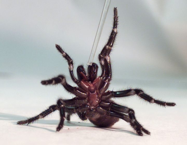 A Sydney funnel-web spider.