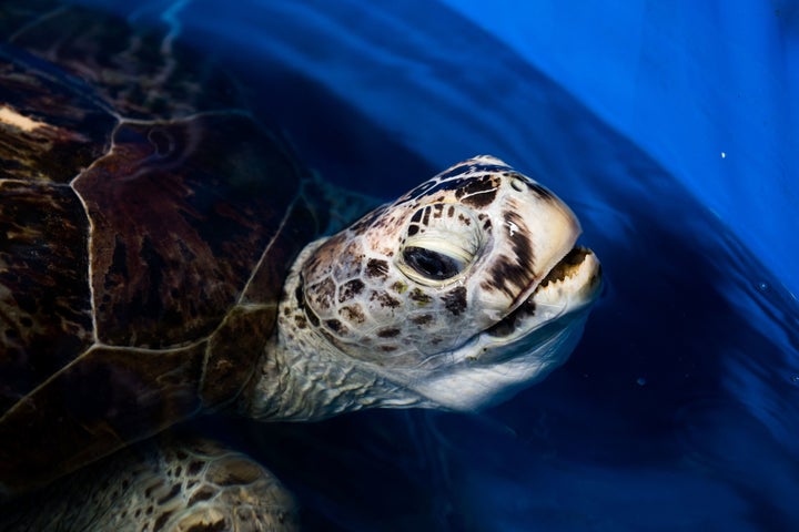 The sea turtle underwent a four-hour operation to remove the coins from her stomach after they had been tossed into her pool by tourists.