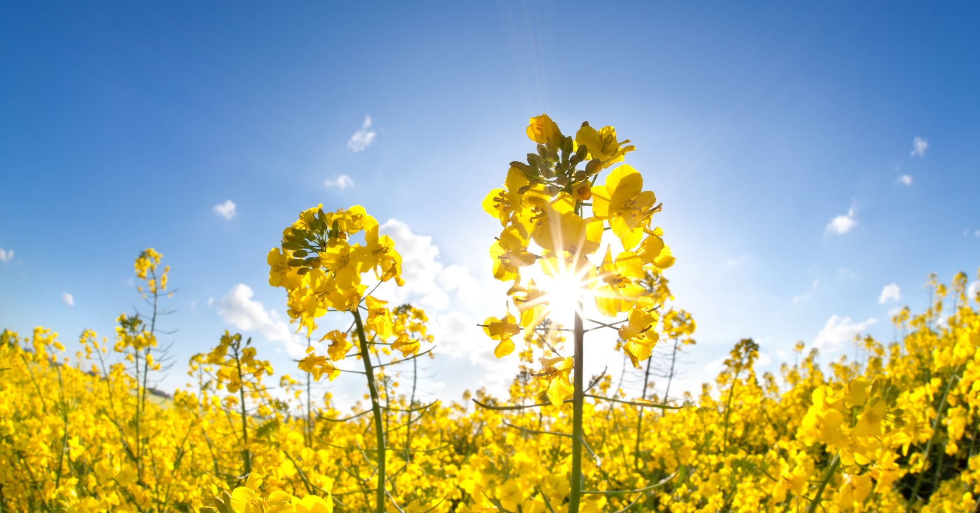 so-that-s-what-canola-oil-is-actually-made-of-huffpost