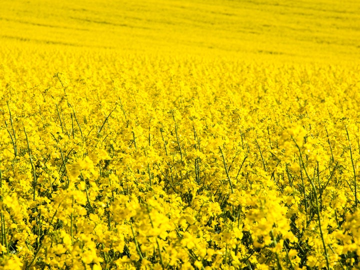 A field of canola plants in bloom.