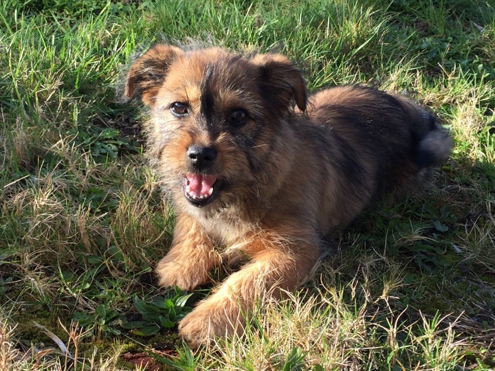 <p>Leon, a friendly puppy we met along the way</p>