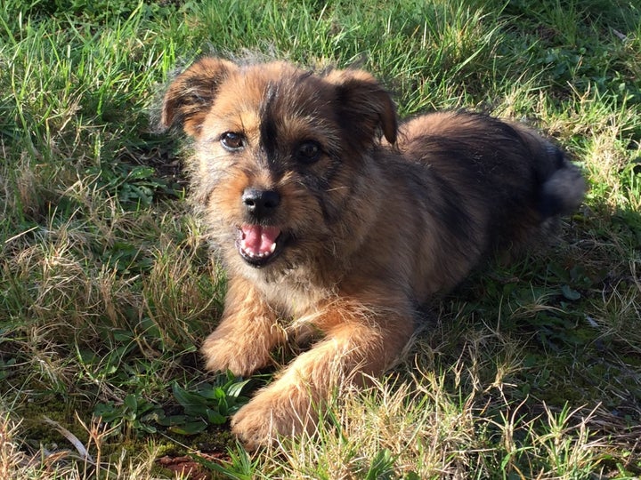 Leon, a friendly puppy we met along the way