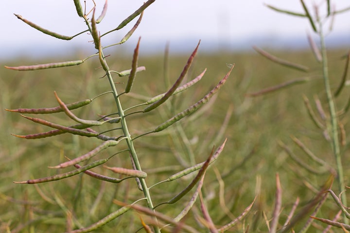 Pods of the canola plant.