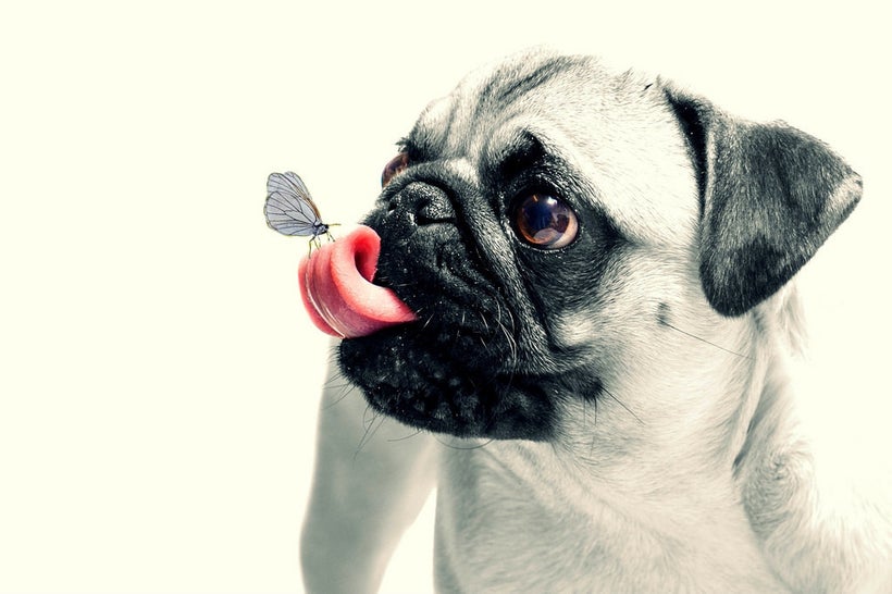<em>Treat your pooch to a holiday with one of these dog-friendly vacation ideas. </em>