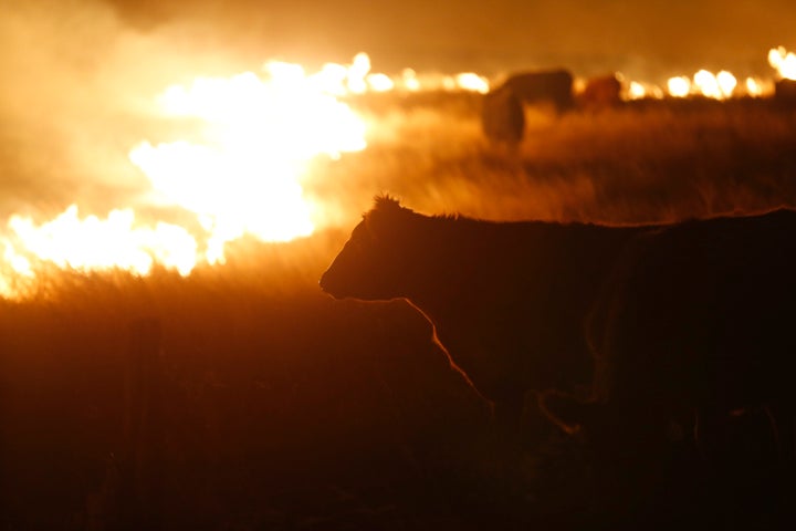 Cattle graze by a wildfire near Protection, Kansas, on March 7. Grass fires fanned by gusting winds forced the evacuations of several Kansas towns and the closure of some roads.