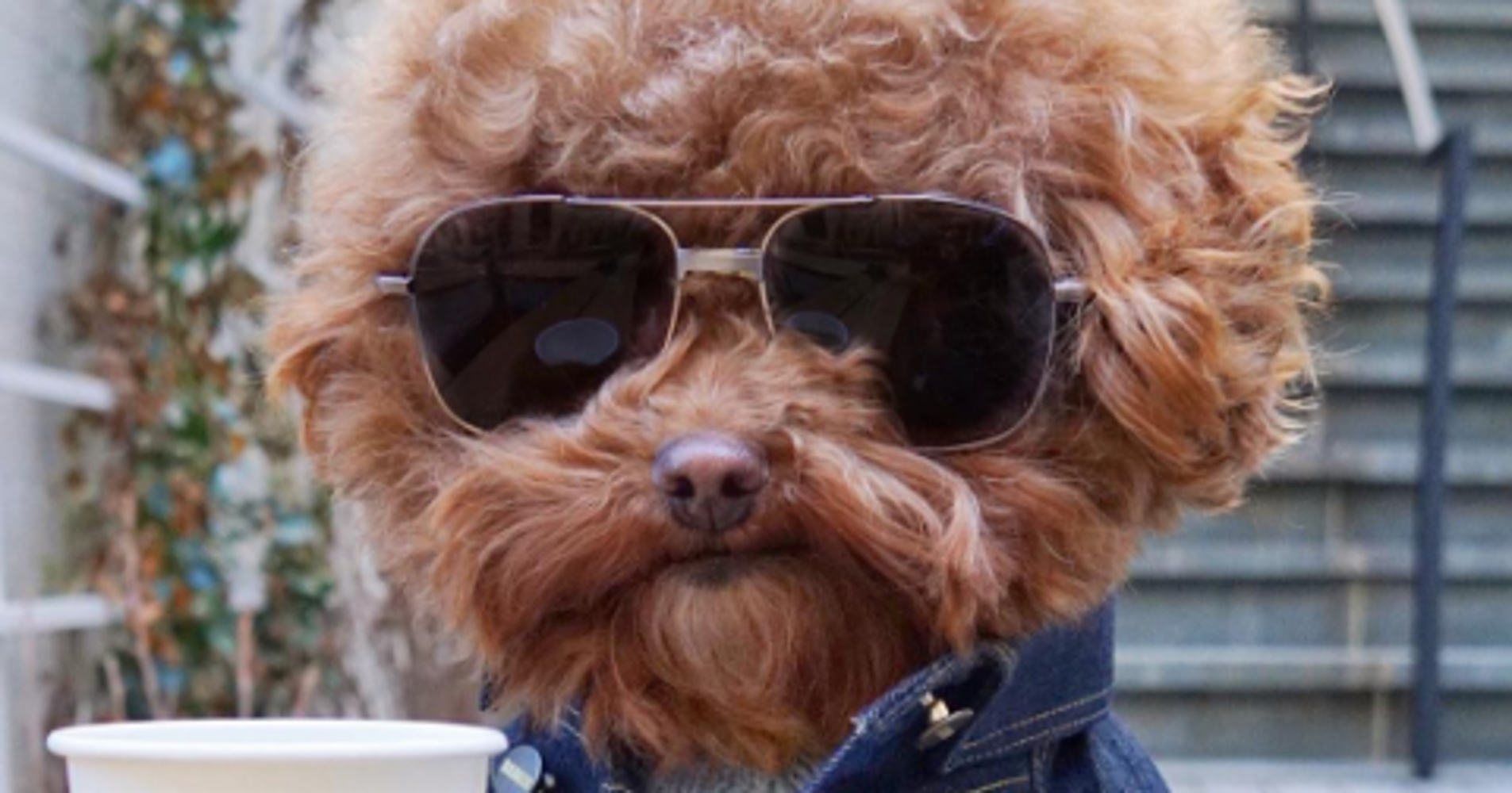 The Best Instagram Dogs to Follow | HuffPost