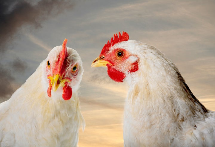 Burger King has pledged to stop purchasing chickens from farms that abuse their animals with a 2024 deadline.