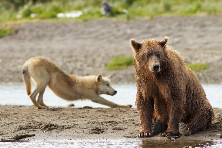 Grizzly bears and gray wolves are among the wildlife that could become hunting targets again on federal lands in Alaska.