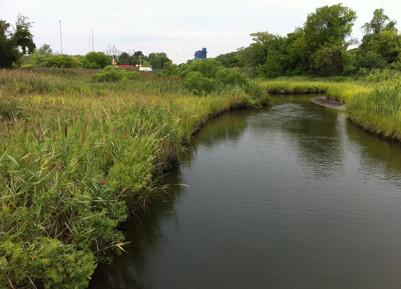 Restored Wetland on Staten Island, NY Promotes Climate Resilience