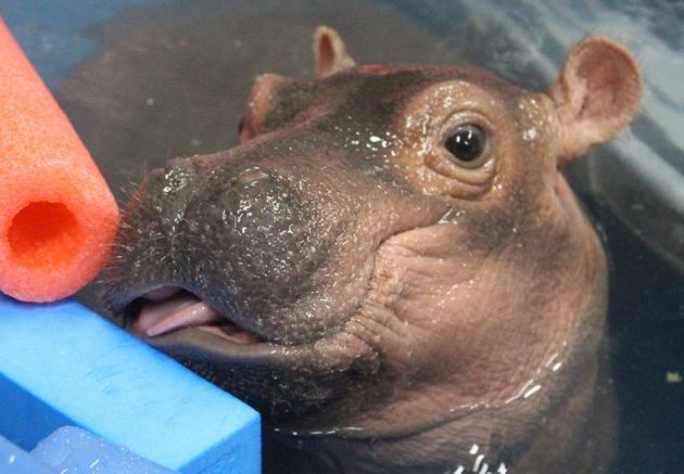 Baby Hippo Fiona Transitioning From Humans To Hippos Huffpost