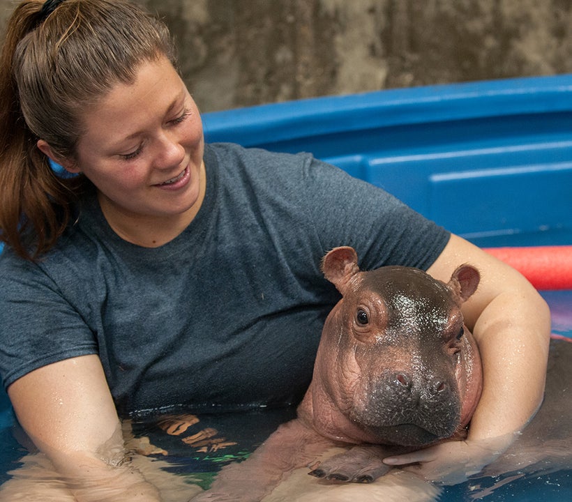 Baby Hippo Fiona - Transitioning from Humans to Hippos | HuffPost