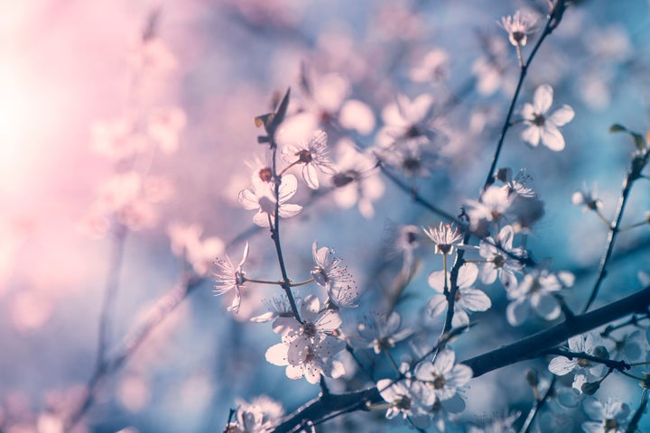 <p>Sickness doesn’t stop us from blooming</p>