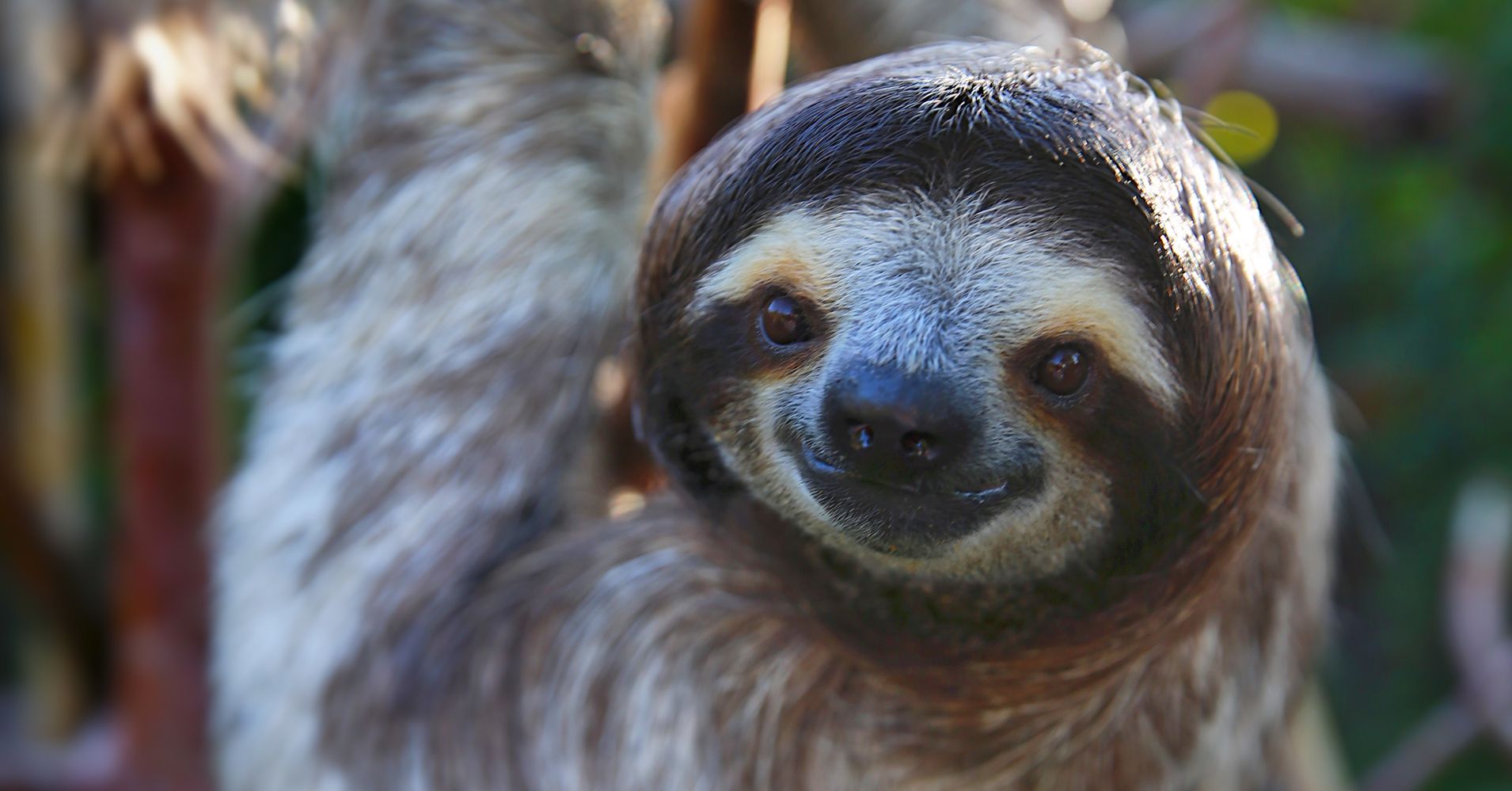 Dreaming Of Spending The Night Among Sloths? This Conservation Center Offers Sleepovers