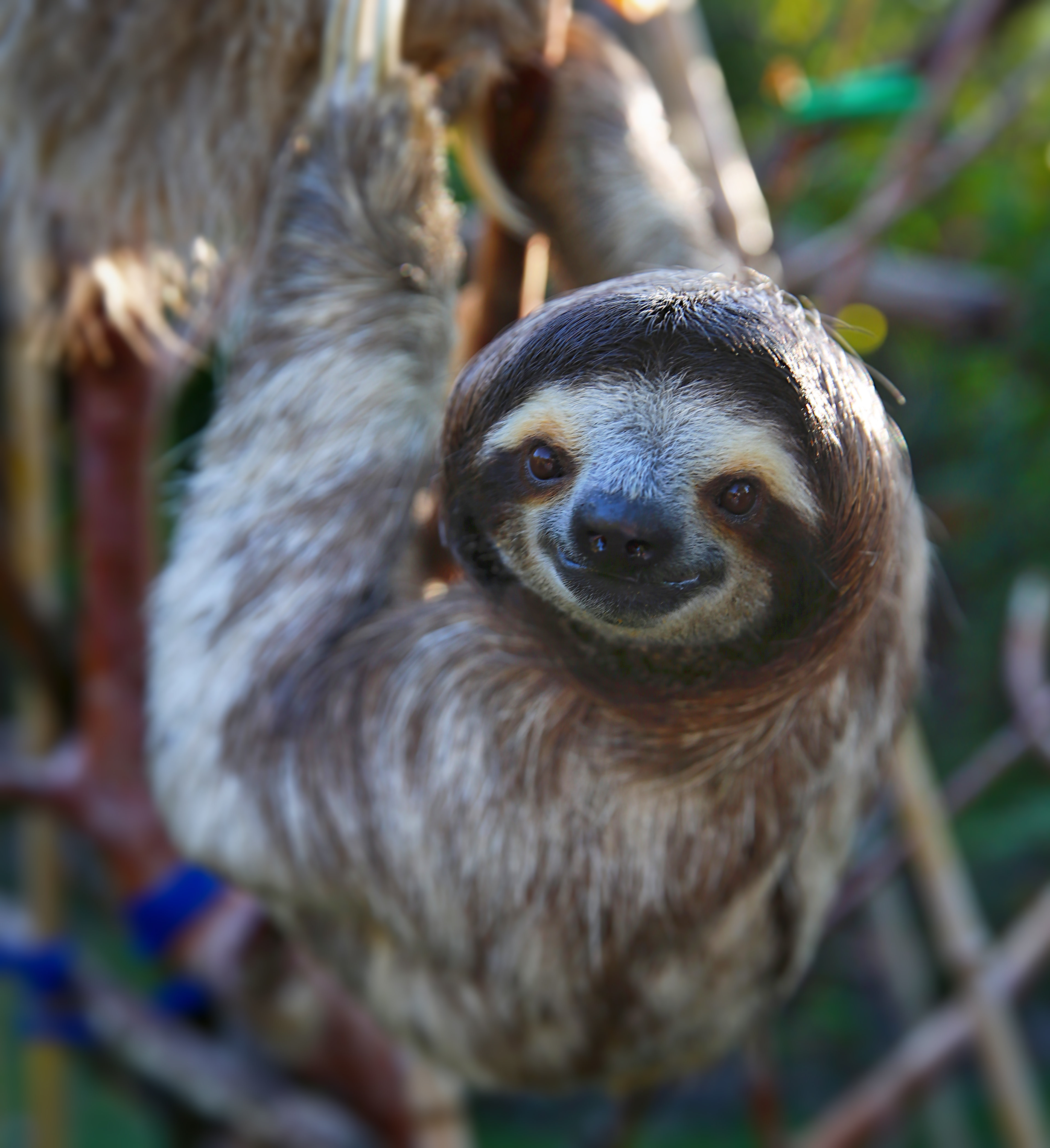 Dreaming Of Spending The Night Among Sloths This Conservation Center 