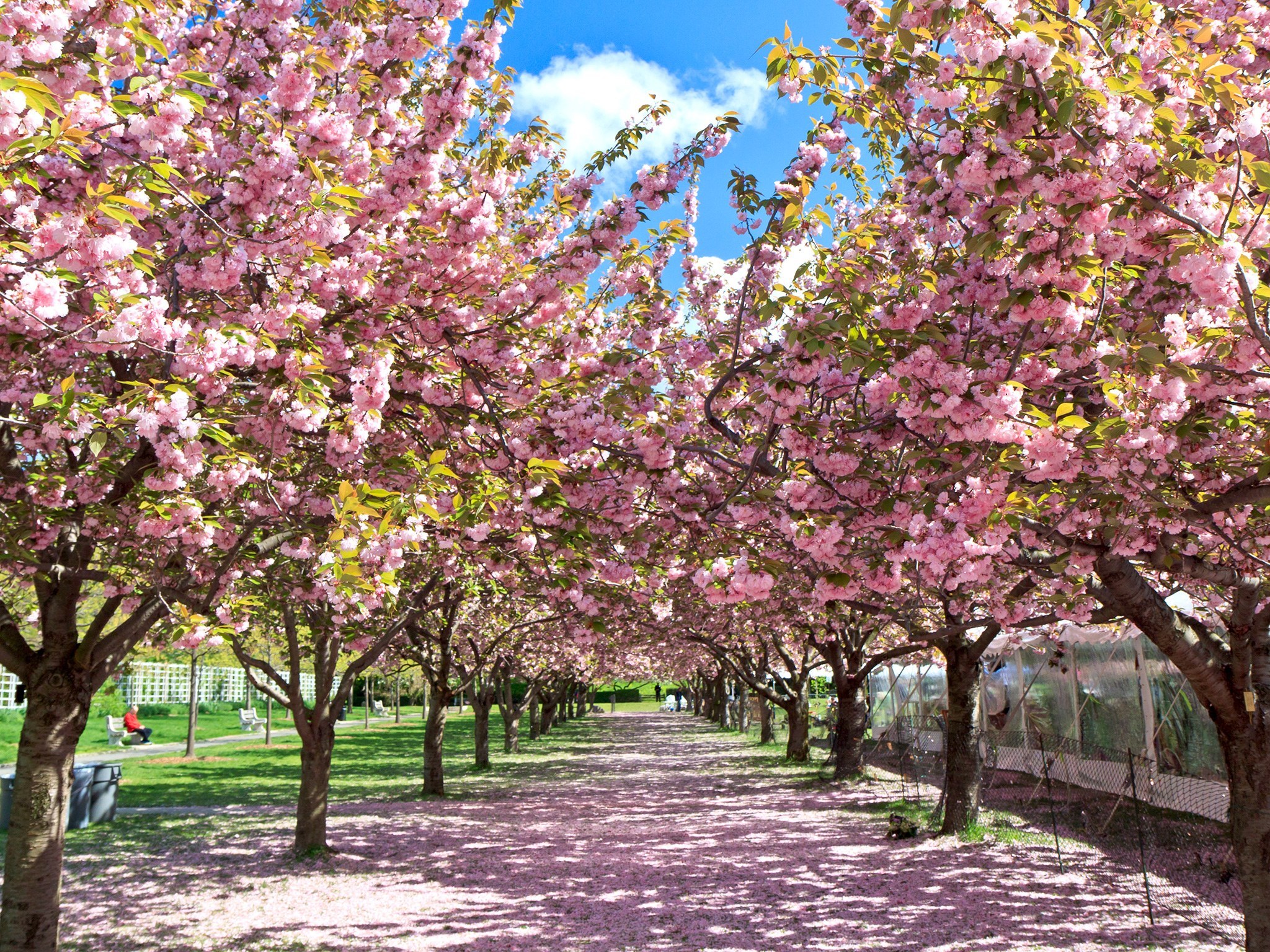 5 Places To See Cherry Blossoms In The U.S., Besides D.C. | HuffPost Life