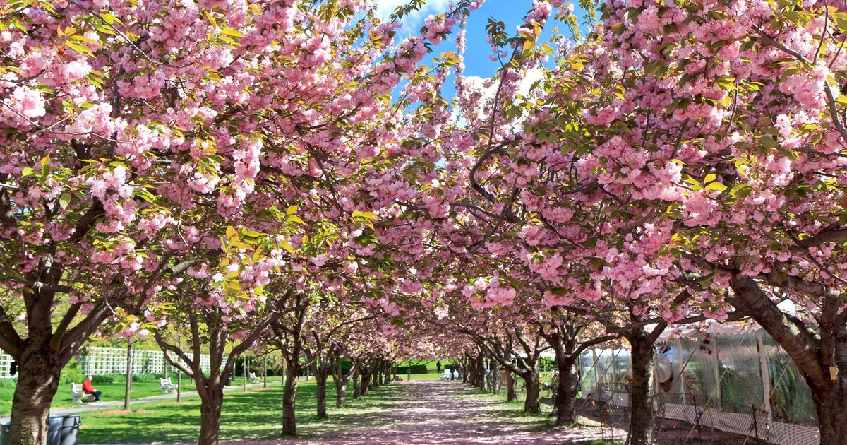 Best Places to See Cherry Blossoms in the US - Thrillist