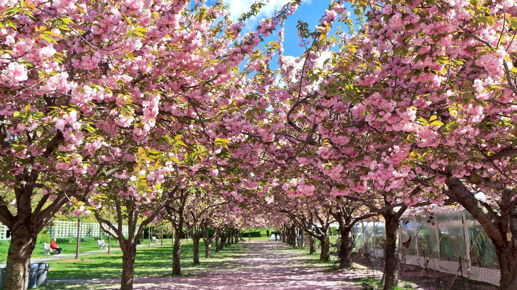 Experience Fairmount Park's cherry blossoms at a pop-up with food