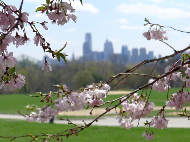 Experience Fairmount Park's cherry blossoms at a pop-up with food