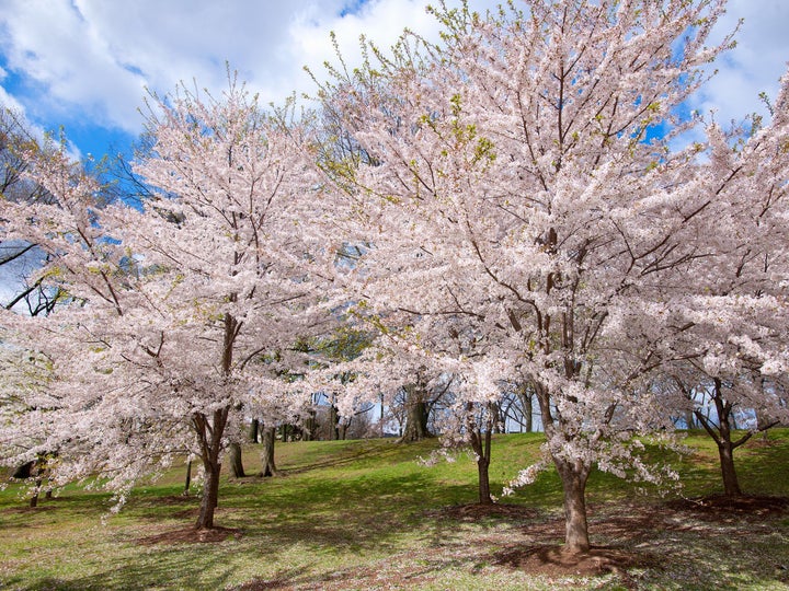 Experience Fairmount Park's cherry blossoms at a pop-up with food