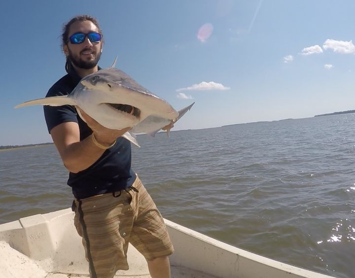 Keller with a Bonnethead, the main species he is studying for his Doctorate at Florida State University.