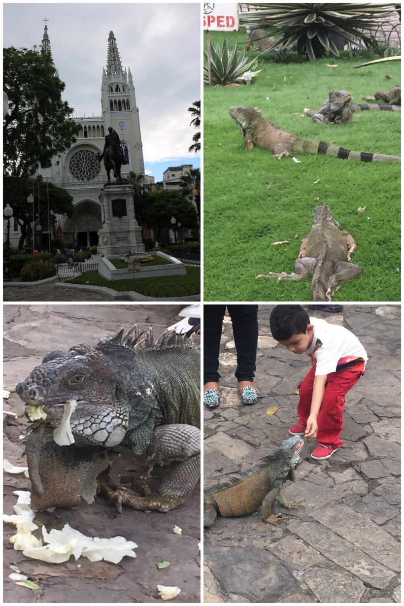 Iguana Park