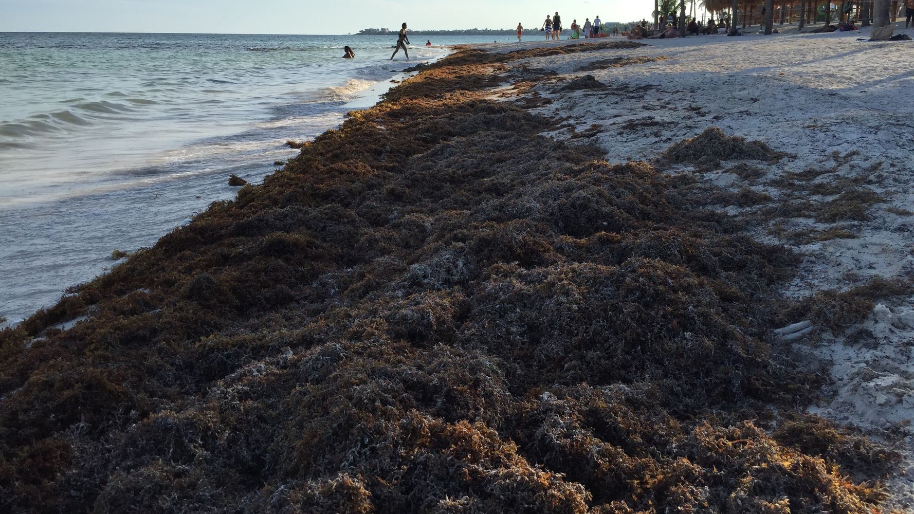 Meet The Seaweed Choking The Beauty Out Of The Caribbean | HuffPost The  WorldPost