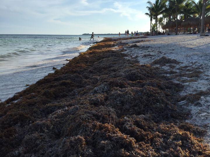 Seaweed piles up on the beach of Akumal, Mexico, a tourist town south of Cancun, Oct. 13, 2015. The Caribbean coast of Mexico has had to deal with a surge in seaweed this year that has hurt the tourism industry.