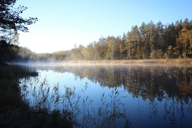 <p>A quiet pond in the forest. </p>