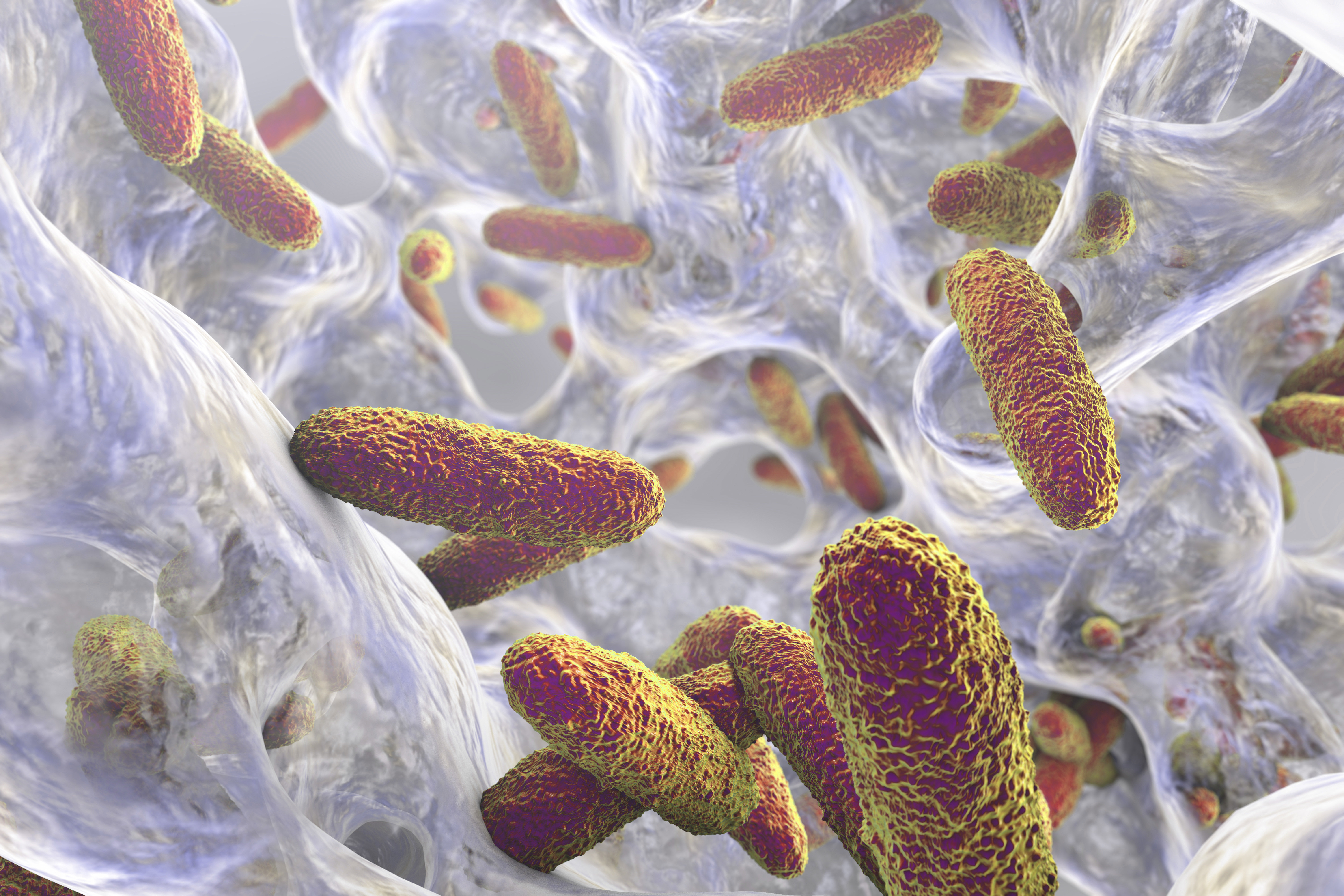 These 3 Superbugs Pose The Greatest Risk To Human Health | HuffPost