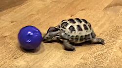 Nada melhor do que uma tartaruga (relativamente) rápida e espertinha brincando de